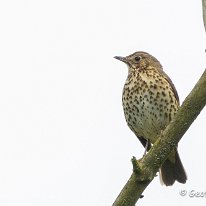 Song Thrush Marbury Country Park