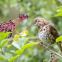 Song Thrush Rostherne