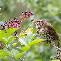 Song Thrush Rostherne