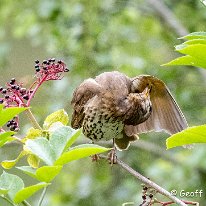 Song Thrush Rostherne