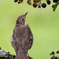 Song Thrush Rostherne