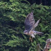 Sparrowhawk Woodruff Cottage