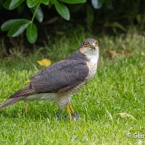 Sparrowhawk Mere