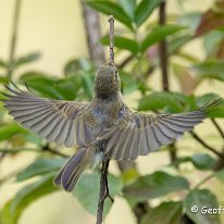 Chiffchaff Rostherne