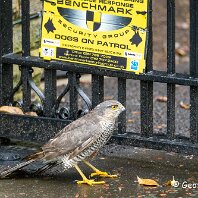 Sparrowhawk Mere