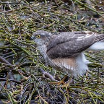 Sparrowhawk Mere