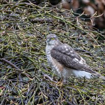 Sparrowhawk Mere