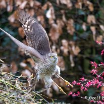 Sparrowhawk Mere