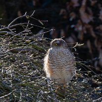 Sparrowhawk Mere