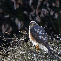 Sparrowhawk Mere