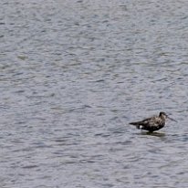 Spotted Redshank Burton Mere Wetlands