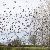 Starling Millington