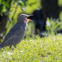 Starling Plumley