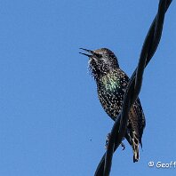 Starling Millington