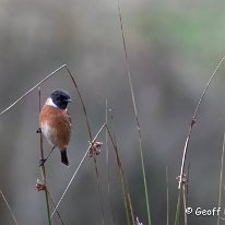 Stonechat Tatton Park