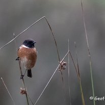 Stonechat Tatton Park