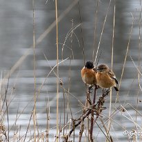 Stonechat Tatton Park