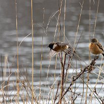 Stonechat Tatton Park