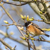 Stonechat Tatton Park