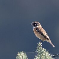 Stonechat