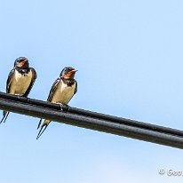 Swallow