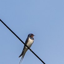 Swallow Rostherne