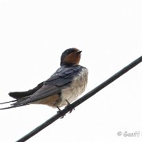 Swallow Holford