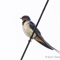 Swallow Holford