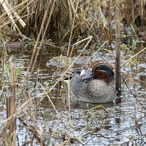 Teal Lunt Meadows