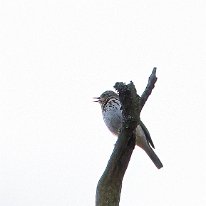 Tree Pipit Goyt Valley