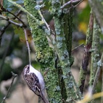 Treecreeper Rostherne