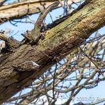 Treecreeper Rostherne