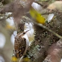 Treecreeper Leighton Moss