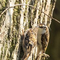 Treecreeper Rostherne