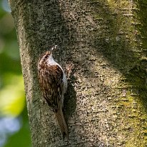 Treecreeper Moore Nature Reserve