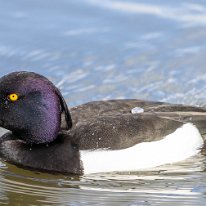 Tufted Duck Tatton Park