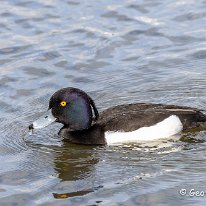 Tufted Duck Tatton Park