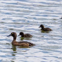 Tufted Duck Burton Mere Wetlands