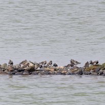 Turnstones Walney Island