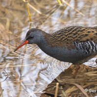Water Rail