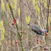 Waxwing Over Tabley