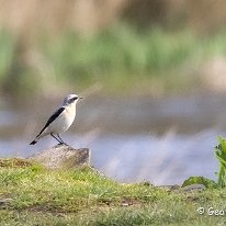 Wheatear Tatton Park