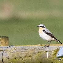 Wheatear Tatton Park