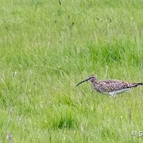 Whimbrel Plumley