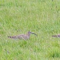 Whimbrel