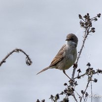 Common Whitethroat Moore Nature reserve