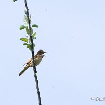 Common Whitethroat Millington