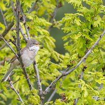 Whitethroat Plumley