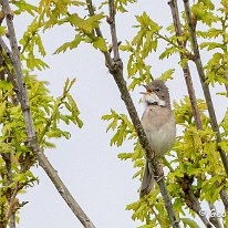 Whitethroat Plumley