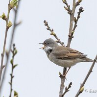 Whitthroat Plumley